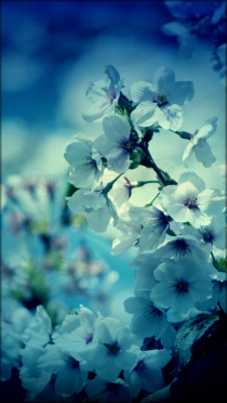 風景や梅 桜花びらiphone5壁紙