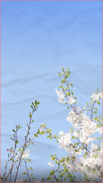 Iphone5壁紙 無料の桜 花写真