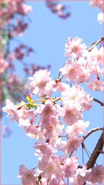 Iphone5壁紙 無料の桜 花写真