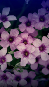 綺麗な花写真 Iphone壁紙