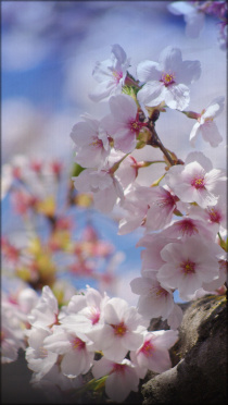 綺麗な花写真 Iphone壁紙