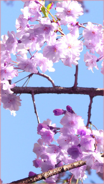 スマホ壁紙 桜写真